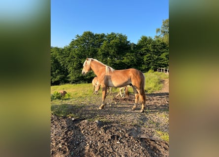 Haflinger / Avelignese, Castrone, 2 Anni, 152 cm, Sauro