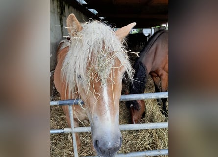 Haflinger / Avelignese, Castrone, 2 Anni, Sauro