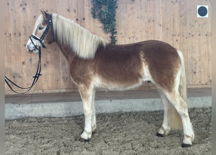 Haflinger / Avelignese, Castrone, 3 Anni, 147 cm, Sauro