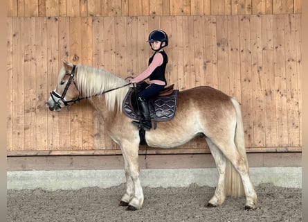 Haflinger / Avelignese, Castrone, 3 Anni, 147 cm, Sauro