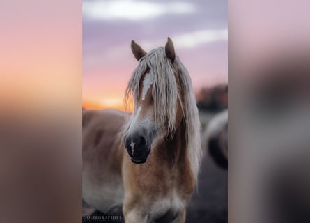 Haflinger / Avelignese, Castrone, 3 Anni, 148 cm