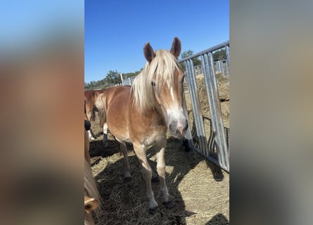 Haflinger / Avelignese, Castrone, 3 Anni, 153 cm