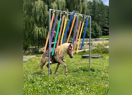 Haflinger / Avelignese, Castrone, 4 Anni, 148 cm, Sauro