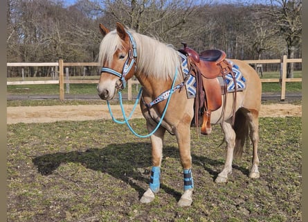 Haflinger / Avelignese, Castrone, 4 Anni, 152 cm, Sauro