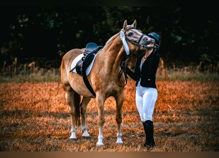 Haflinger / Avelignese, Castrone, 5 Anni, 148 cm