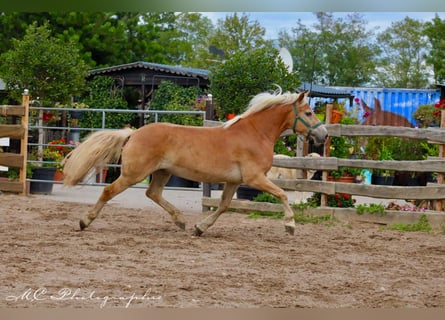 Haflinger / Avelignese, Castrone, 5 Anni, 150 cm, Baio chiaro