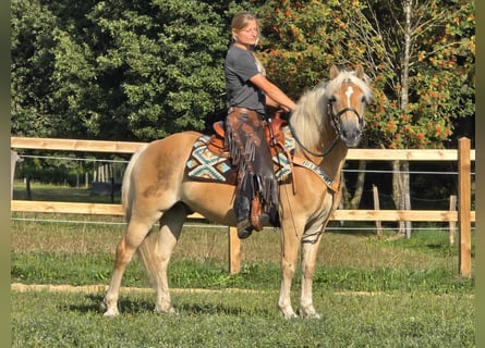 Haflinger / Avelignese, Castrone, 6 Anni, 142 cm, Sauro