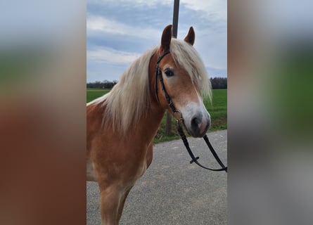 Haflinger / Avelignese, Castrone, 6 Anni, 148 cm, Sauro