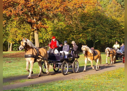 Haflinger / Avelignese, Castrone, 7 Anni, 163 cm, Sauro