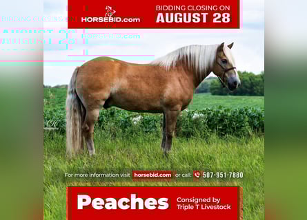 Haflinger / Avelignese, Castrone, 8 Anni, 147 cm, Sauro ciliegia