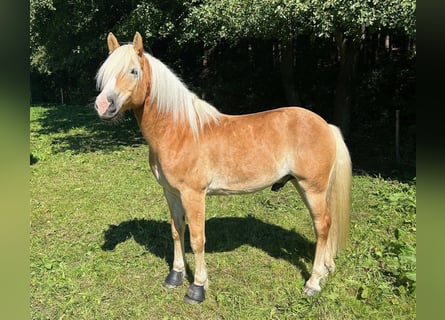 Haflinger / Avelignese, Castrone, 9 Anni, 147 cm, Sauro