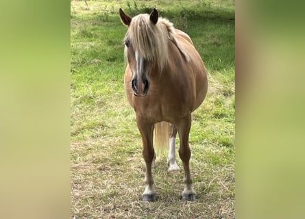 Haflinger / Avelignese, Giumenta, 10 Anni, 141 cm