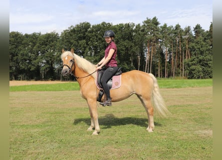 Haflinger / Avelignese, Giumenta, 10 Anni, 145 cm, Sauro