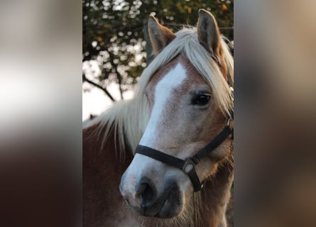 Haflinger / Avelignese, Giumenta, 10 Anni, 148 cm