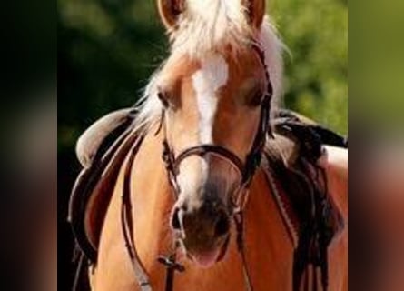 Haflinger / Avelignese, Giumenta, 12 Anni, 146 cm, Sauro