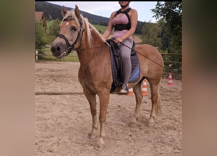 Haflinger / Avelignese, Giumenta, 13 Anni, 147 cm, Sauro