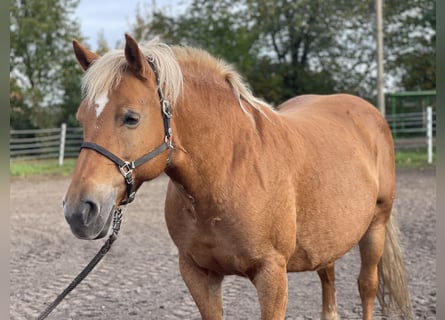 Haflinger / Avelignese, Giumenta, 13 Anni, 147 cm, Sauro