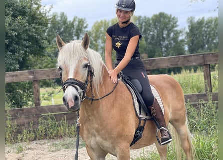 Haflinger / Avelignese, Giumenta, 14 Anni, 150 cm, Sauro