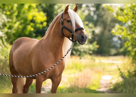 Haflinger / Avelignese, Giumenta, 16 Anni, 155 cm