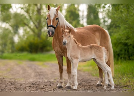 Haflinger / Avelignese, Giumenta, 19 Anni, 147 cm, Sauro