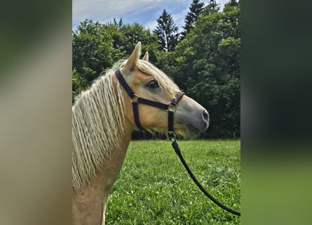 Haflinger / Avelignese, Giumenta, 1 Anno, 150 cm, Sauro