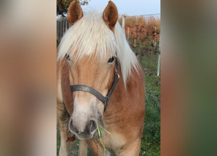 Haflinger / Avelignese, Giumenta, 1 Anno