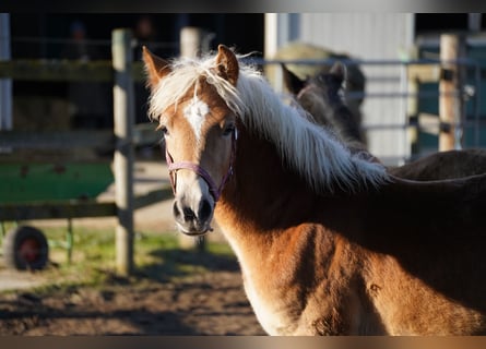 Haflinger / Avelignese, Giumenta, 1 Anno, Sauro