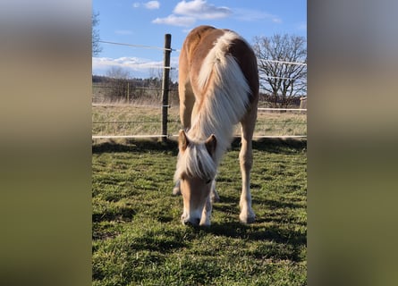 Haflinger / Avelignese, Giumenta, 1 Anno, Sauro