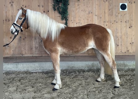 Haflinger / Avelignese, Giumenta, 2 Anni, 145 cm, Sauro