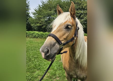 Haflinger / Avelignese, Giumenta, 2 Anni, 148 cm, Sauro