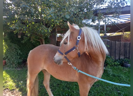 Haflinger / Avelignese, Giumenta, 2 Anni, 150 cm, Sauro