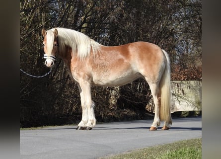 Haflinger / Avelignese, Giumenta, 3 Anni, 142 cm, Sauro