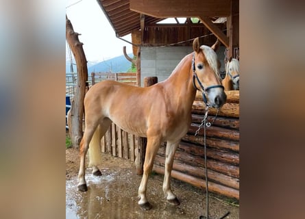 Haflinger / Avelignese, Giumenta, 3 Anni, 147 cm, Sauro