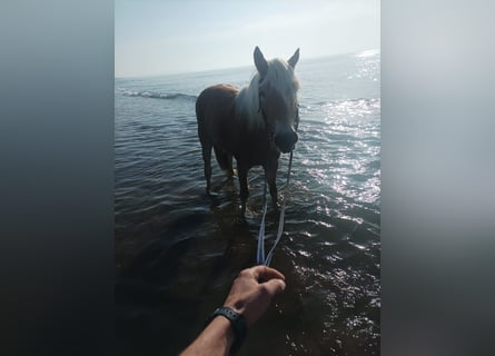 Haflinger / Avelignese, Giumenta, 3 Anni, 150 cm, Sauro