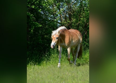 Haflinger / Avelignese, Giumenta, 4 Anni, 148 cm, Sauro