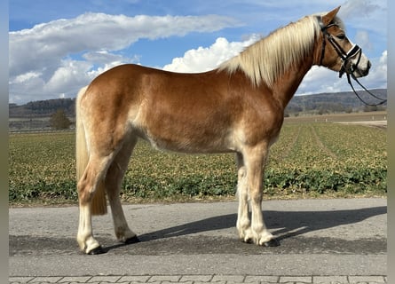 Haflinger / Avelignese, Giumenta, 4 Anni, 149 cm, Sauro