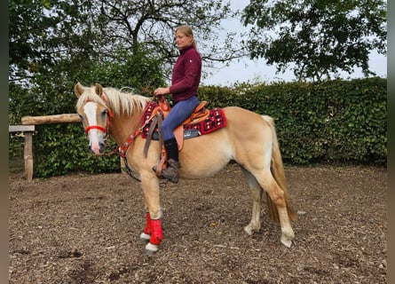 Haflinger / Avelignese, Giumenta, 4 Anni, 152 cm, Sauro