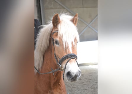 Haflinger / Avelignese, Giumenta, 5 Anni, 153 cm, Sauro
