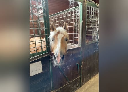 Haflinger / Avelignese, Giumenta, 6 Anni, 149 cm, Palomino