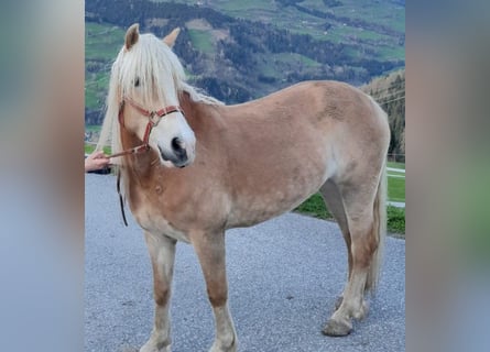 Haflinger / Avelignese, Giumenta, 7 Anni, 150 cm, Sauro