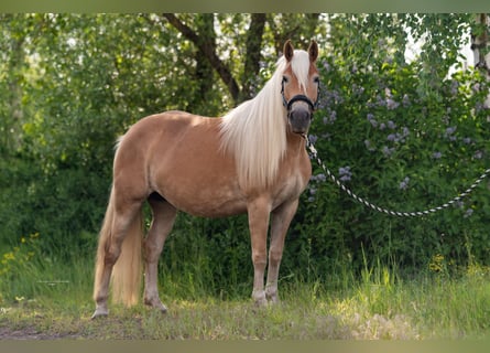Haflinger / Avelignese, Giumenta, 7 Anni, 154 cm, Sauro