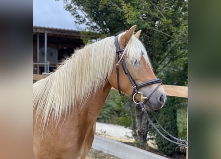 Haflinger / Avelignese, Giumenta, 8 Anni, 148 cm, Sauro