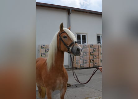 Haflinger / Avelignese, Giumenta, 9 Anni, 147 cm, Sauro