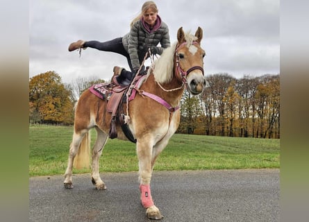 Haflinger / Avelignese, Giumenta, 9 Anni, 150 cm, Sauro