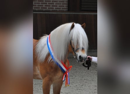 Haflinger / Avelignese, Stallone, 12 Anni, 153 cm, Sauro