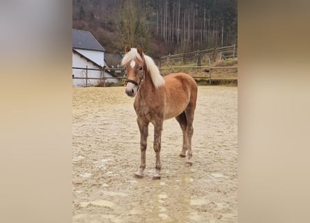 Haflinger / Avelignese, Stallone, 1 Anno, 130 cm, Sauro