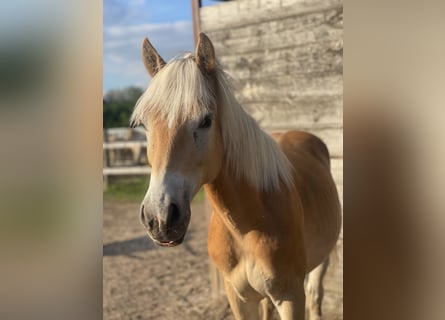 Haflinger / Avelignese, Stallone, 1 Anno, 147 cm