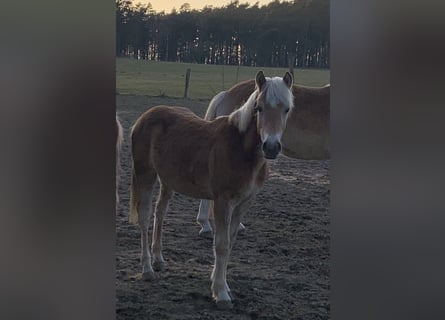 Haflinger / Avelignese, Stallone, 1 Anno, 150 cm