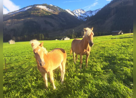 Haflinger / Avelignese, Stallone, 1 Anno