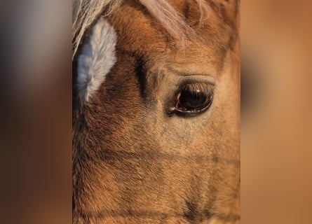 Haflinger / Avelignese, Stallone, 1 Anno, Sauro